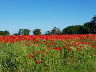Appartement de vacances Heiligenhafen Environnement 32