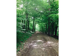 Typical wanderer path beginnng behind our house