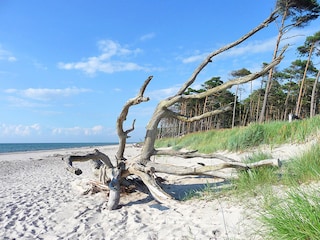 Holiday apartment Prerow Environment 37