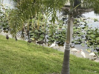 Villa Cape Coral Ambiente 24