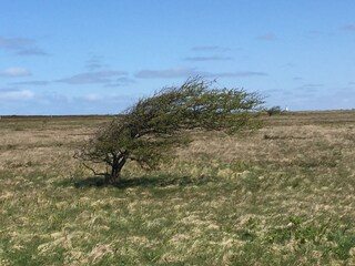 the growing forms are adapted to the western wind...
