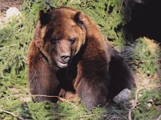 Appartamento per vacanze Bad Rippoldsau Ambiente 17