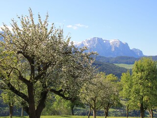 Unsere Obstbäume