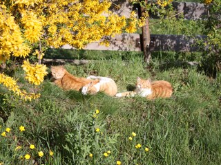 Appartamento per vacanze Villanders Ambiente 12