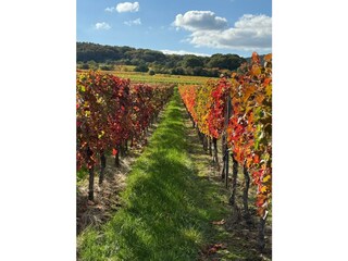 Herbst / Weinberge