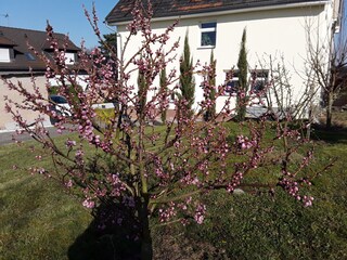 Gartenbereich