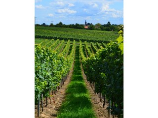 Appartamento per vacanze Silz (Pfalz) Ambiente 23