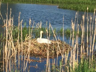 Schwan am Grossteich