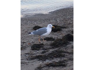 Appartamento per vacanze Timmendorfer Strand Registrazione all'aperto 6