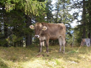 Appartamento per vacanze Oberstdorf Ambiente 20