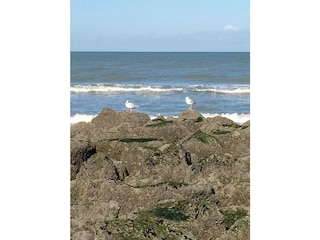 Appartamento per vacanze Bredene Ambiente 15