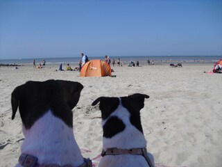 Appartamento per vacanze Bredene Ambiente 17