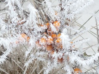 Sanddorn im Schnee