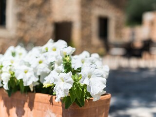 Villa Alaró Registrazione all'aperto 18