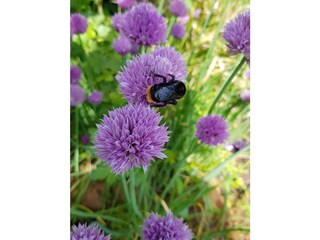 Ferienwohnung Röbel Müritz Umgebung 35