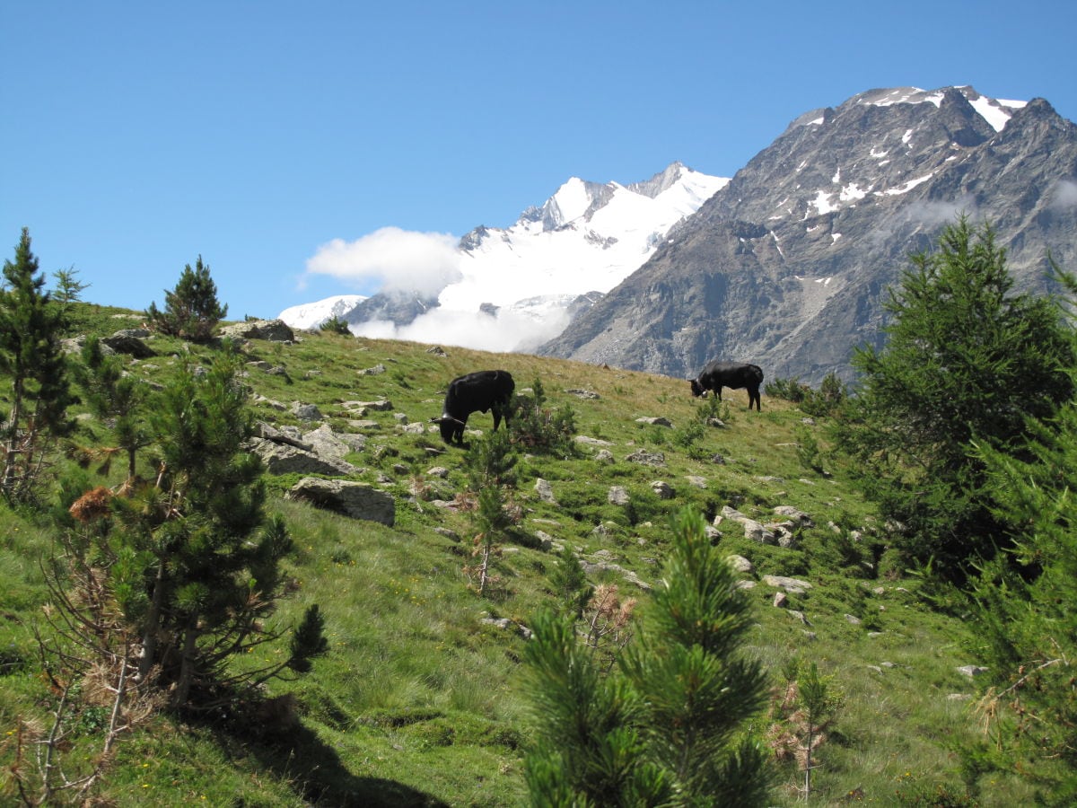 Chalet Staldenried Umgebung 25