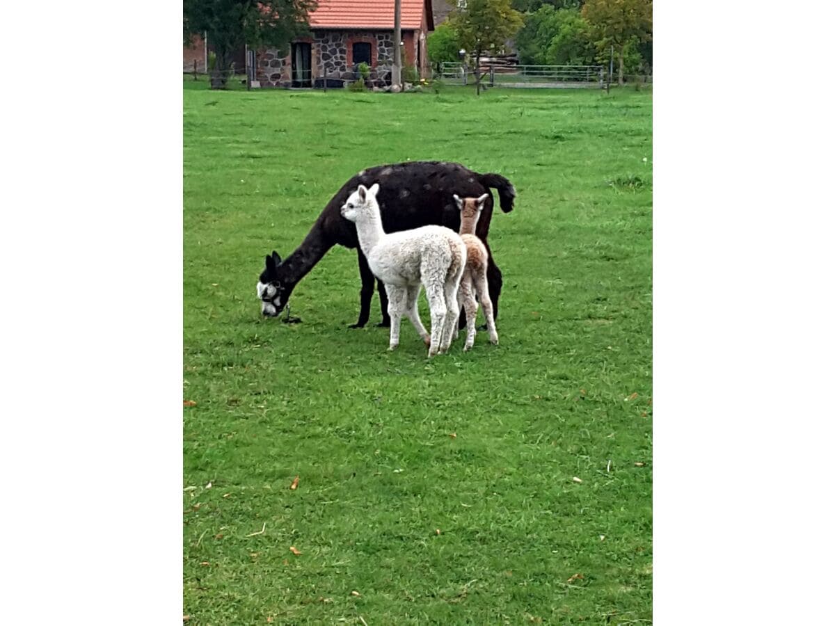 Nachwuchs Bella und Fridolin