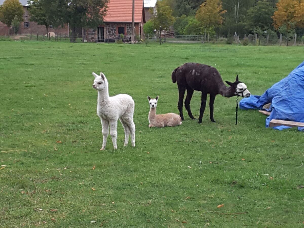 Nachwuchs Bella und Fridolin