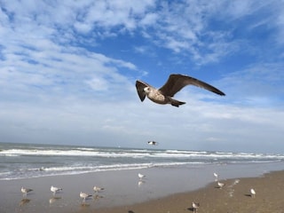 Strand Egmond