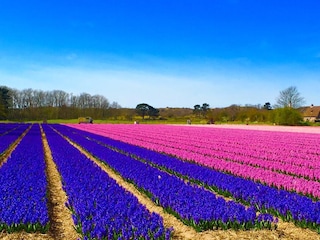 Blumenzwiebelen Egmond