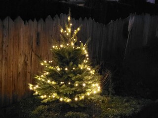 Kleiner Christbaum auf dem Grundstück