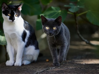 Alice und Doris