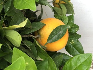 Tenuta Rojales Registrazione all'aperto 11