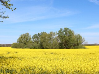 Rapsfelder im Mai