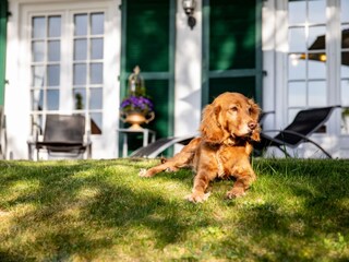 Auch die Hunde fühlen sich pudelwohl