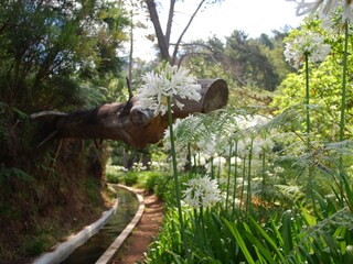 Villa Estreito da Calheta Omgeving 33