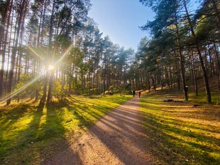 Idyllische Waldwege rund um Baabe - für Spaziergänge und Radtouren