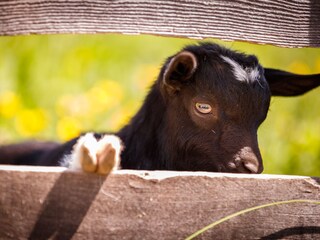 Appartamento per vacanze St. Martin in Thurn Ambiente 19