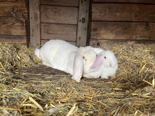 Hasen