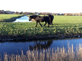 Casa per le vacanze Callantsoog Registrazione all'aperto 8