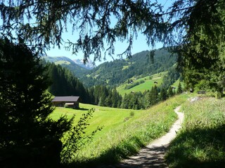 auf dem Wanderweg Alpenrösli-Lenk