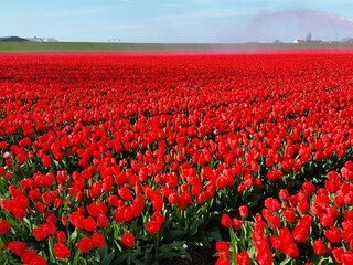 Vakantiehuis Sint Maarten Omgeving 27