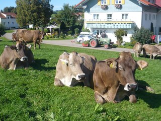 Kühe auf der Weide