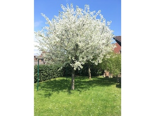 Garten mit Rasen und Terrasse