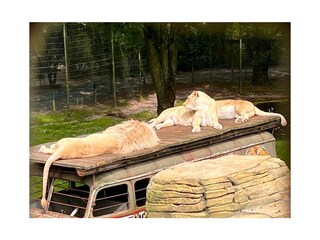 Tier- und Freizeitpark Thüle