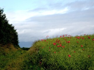 Sommerspaziergang im Klatschmohnfeld an der Ostsee