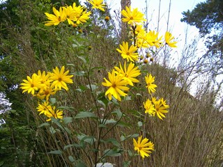 Ferienhaus Michendorf Außenaufnahme 7