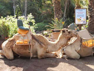 Appartamento per vacanze Costa Calma Ambiente 15