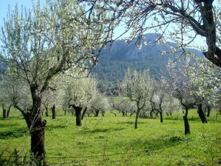 almond blossom