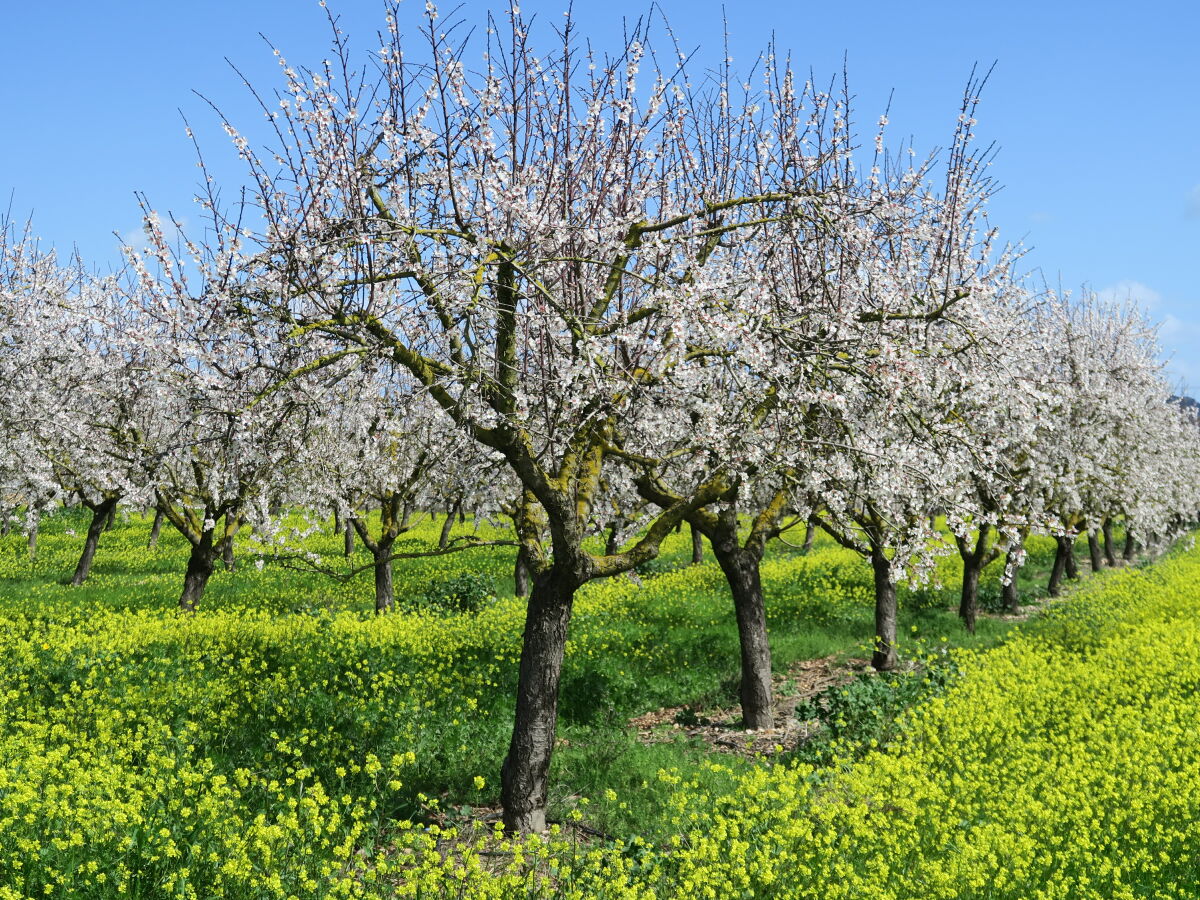 Mandelblüte