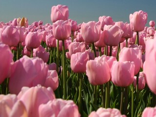 Casa per le vacanze Callantsoog Ambiente 38