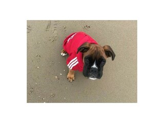 Casa per le vacanze Callantsoog Ambiente 35