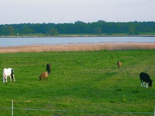 der Boddenblick