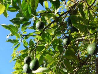 Tenuta Villa de Mazo Registrazione all'aperto 36