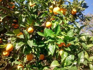 Tenuta Villa de Mazo Registrazione all'aperto 37