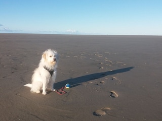 viel Platz am Hundestrand